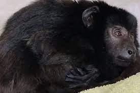 "Coco", el mono que estaba encerrado en un armario, ya tiene quien lo cuide y mejora