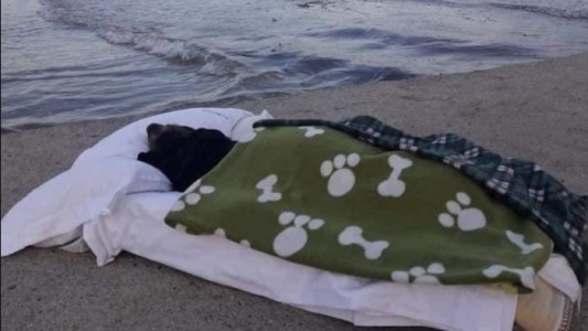Llevó a ver el mar a su perra enferma en fase terminal