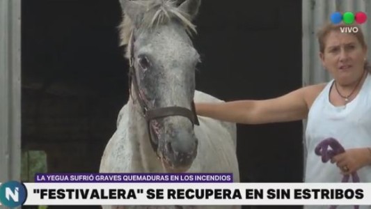 VIDEO: la yegua que se recupera de graves quemaduras sufridas en los incendios forestales de Córdoba