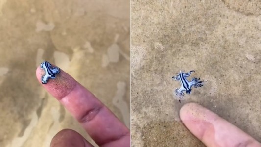 Publicó un video jugando con una criatura marina sin saber que podría haber muerto si lo picaba