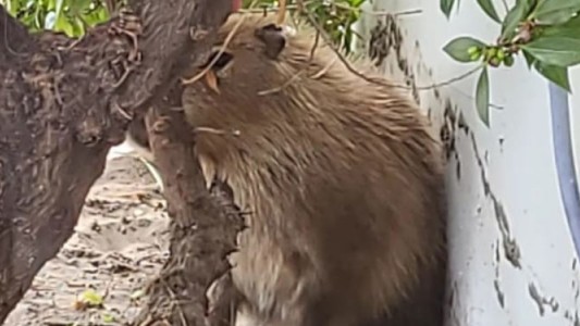 Monte Hermoso: Un carpincho sorprendió con ladridos a una vecina