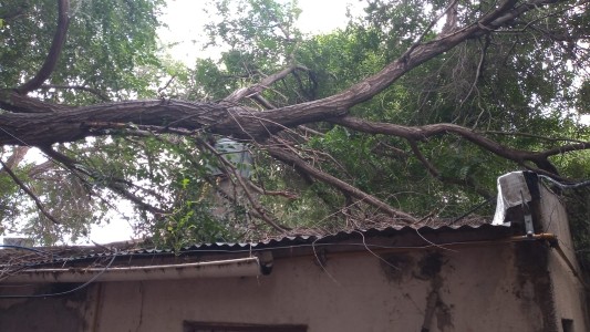 Miramar: se desplomó el árbol de un vecino y cayó sobre el techo de una casa
