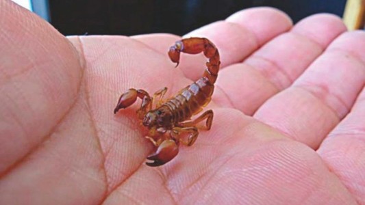 En el inicio de la temporada de alacranes: todo lo que tenés que saber para evitarlos