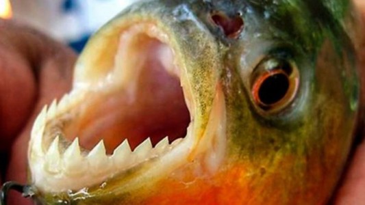 Ataque de palometas en Coronda: Le arrancaron el dedo a un hombre