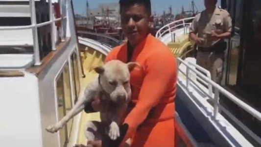 La Prefectura Naval salvó a un perro que se ahogaba en Mar del Plata