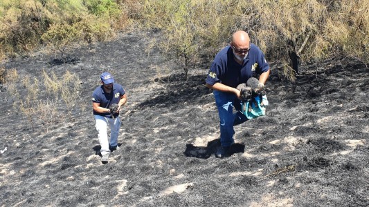 Video: rescatan a tres cachorros de un incendio en Circunvalación Oeste