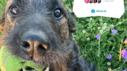 Tras los dichos del Papa Francisco se viralizó la consigna "Foto de tu hijo saludando al Papa"