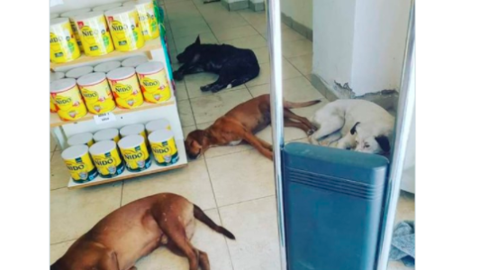 La farmacia de Santiago del Estero que le dio refugio para el calor a los perros callejeros