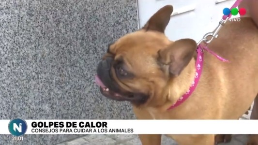 Los golpes de calor también afectan a los animales: Consejos para cuidarlos