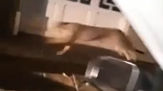 VIDEO: apareció un Puma en el centro de Coronel Dorrego