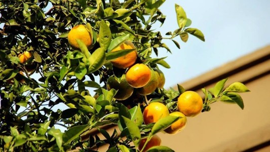 Solicitan donaciones de árboles frutales