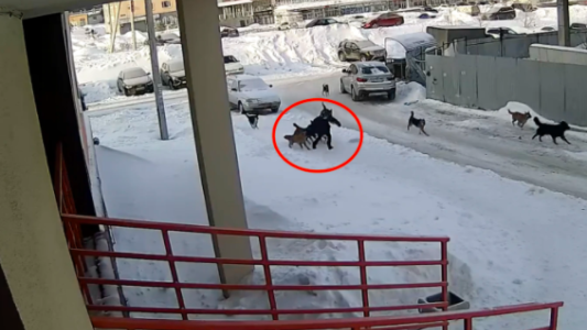 Video: el momento que una jauría de perros ataca a un nene que iba a la escuela