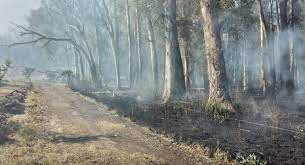 Aseguran que el bosque de eucaliptus de Laguna Paiva "sigue estando intacto"