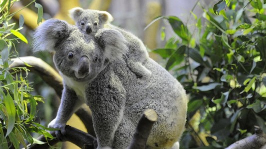 Australia declara a los koalas en peligro de extinción