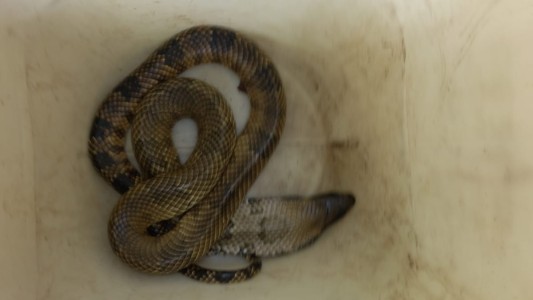 Córdoba: Enviaron una serpiente por encomienda