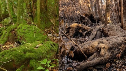 Imágenes del daño ambiental: el antes y después de los incendios en los Esteros de Iberá