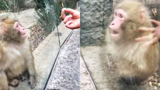 Video viral: La extraña reacción de un mono tras ver un impresionante truco de magia en el zoológico