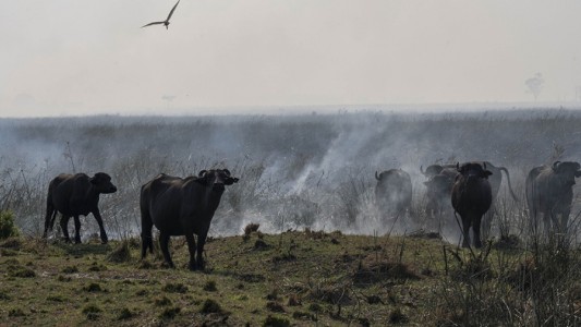 Una "red de veterinarios en catástrofes" ofrece su trabajo voluntario en los incendios de Corrientes