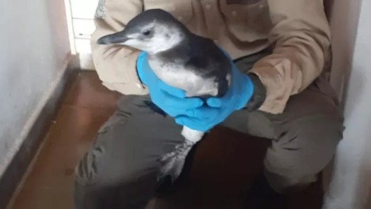 Rescataron al pingüino que llevaron hinchas a la cancha