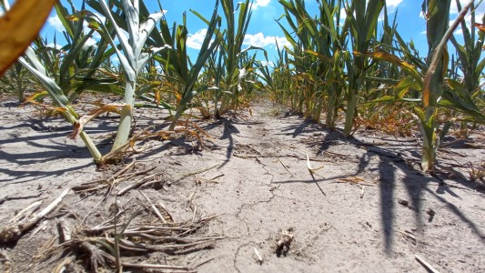 Implementan una línea de financiamiento para productores afectados por la sequía