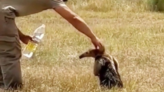 Incendios en Corrientes: la tierna reacción de un oso melero al recibir agua de un rescatista