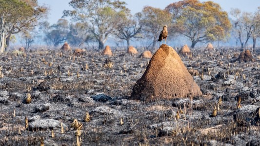 En Corrientes, un santafesino ayuda a recuperar animales perdidos tras los incendios