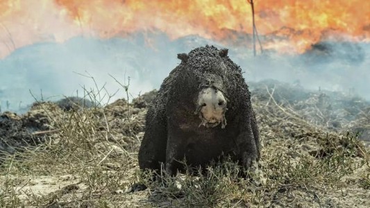 Veterinarios santafesinos viajan a Corrientes y apelan a la solidaridad