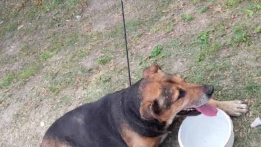 "Coco", el perro que sobrevivió a un flechazo en Los Hornos