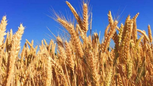 Por decreto, el Gobierno aumentó las retenciones y creó el Fondo del Trigo