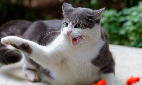 Médicos del Hospital Posadas premiados por una investigación sobre el "arañazo de gato"