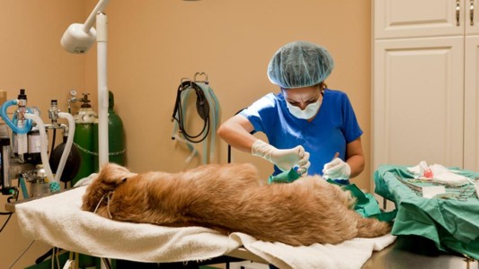 Este miércoles habrá castración gratuita de perros y gatos en Sauce Viejo