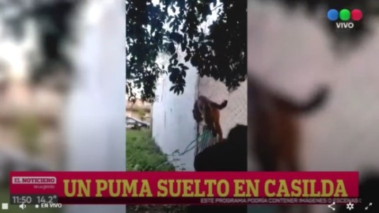 Rescataron a un puma que apareció en una casa en Casilda
