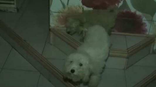 Caballito: rescataron a 24 perros de un criadero clandestino y detuvieron a los responsables