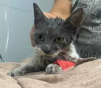 Rescataron a un gatito de un local comercial del centro de la ciudad