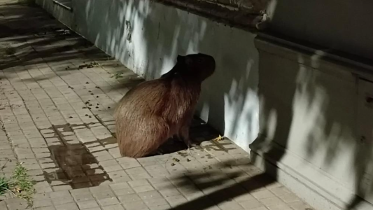 Rescataron a un carpincho en barrio Candioti y fue trasladado a la Granja La Esmeralda