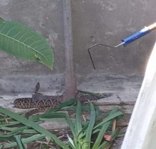 Se rescató una víbora Yarará en Sauce Viejo