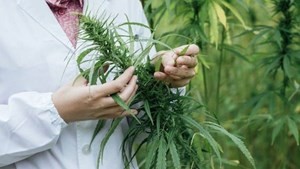 Audiencia pública y charla informativa sobre cannabis medicinal