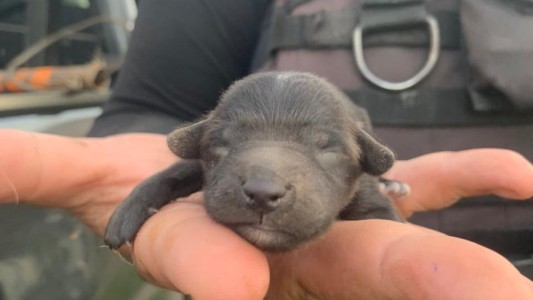 Rescataron a una perra y sus cachorros que habían caído en una alcantarilla