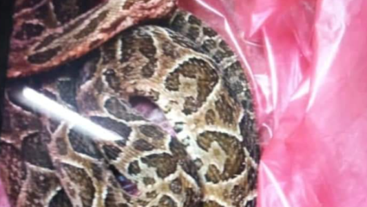 Un nene de 7 años fue mordido por una yarará en la Costanera