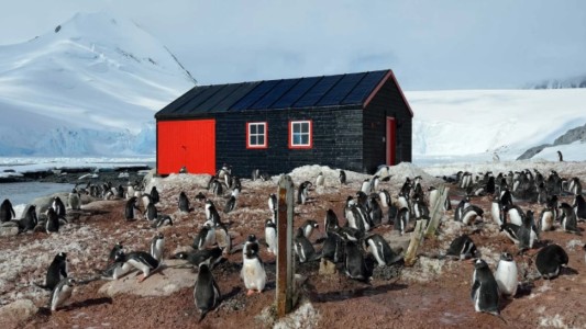 Búsqueda laboral en la Antártida: hasta US$ 2300 mensuales para ayudar a contar pingüinos