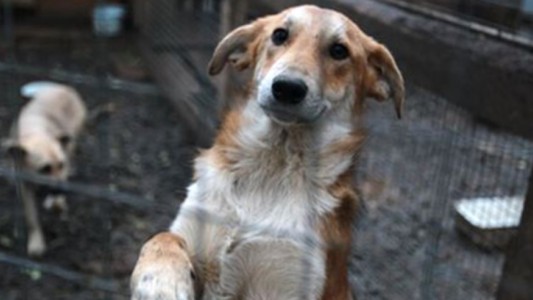 "Genocidio animal": critican la decisión municipal de sacfrificar a los perros que pasen 6 meses sin ser adoptados