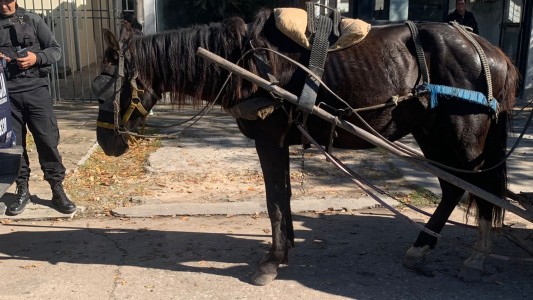 Con intervención de SOS Caballos, se logró rescatar a "Chiflo"