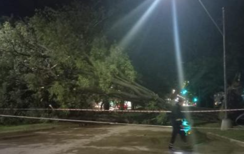 Árboles caídos y cortes de luz: Los efectos del temporal en la ciudad
