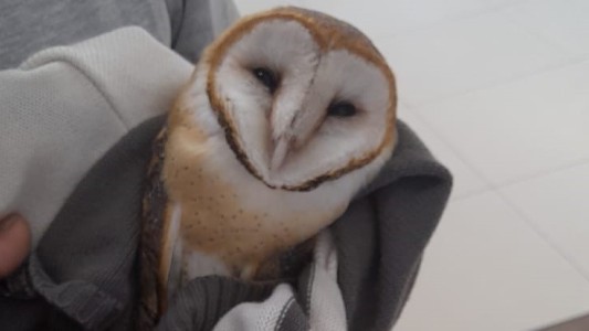 Rescataron a un búho del interior del Shopping la Ribera