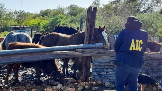 La casa del "Viejo" Cantero por dentro: gallos de riña, caballos y admiración por Scarface