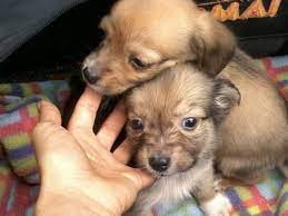 Lanzan la primera plataforma de adopción de perros de la Argentina