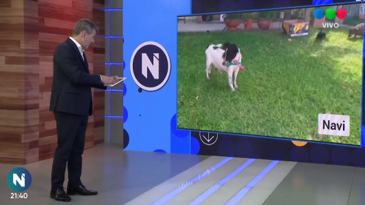 Perros comunitarios Santa Fe: Navi, Tato, Salva y cachorros están en busca de un hogar