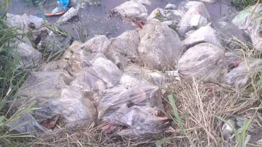 Intentan determinar qué animales se hallaron en bolsas en el norte de la ciudad