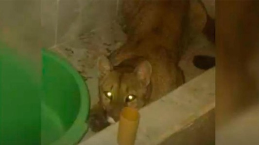 Un puma en el baño de su casa