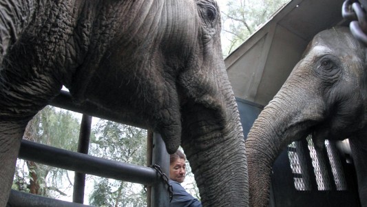 Tras cinco días de viaje, las elefantas Pocha y Guillermina llegaron al santuario de Brasil